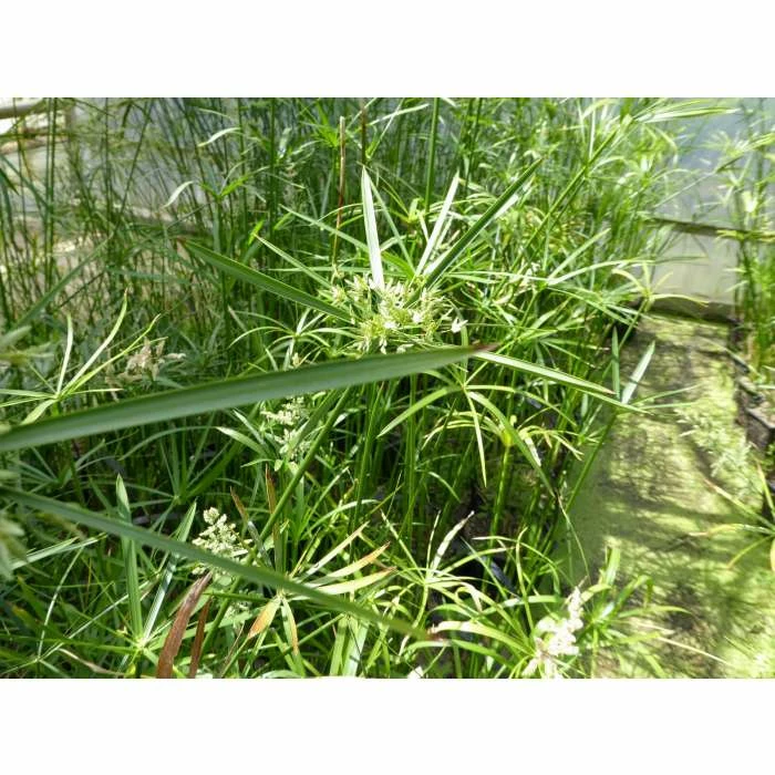 1L Umbrella Plant Cyperus alternifolius 6 1L Umbrella Plant Cyperus alternifolius - Image 4