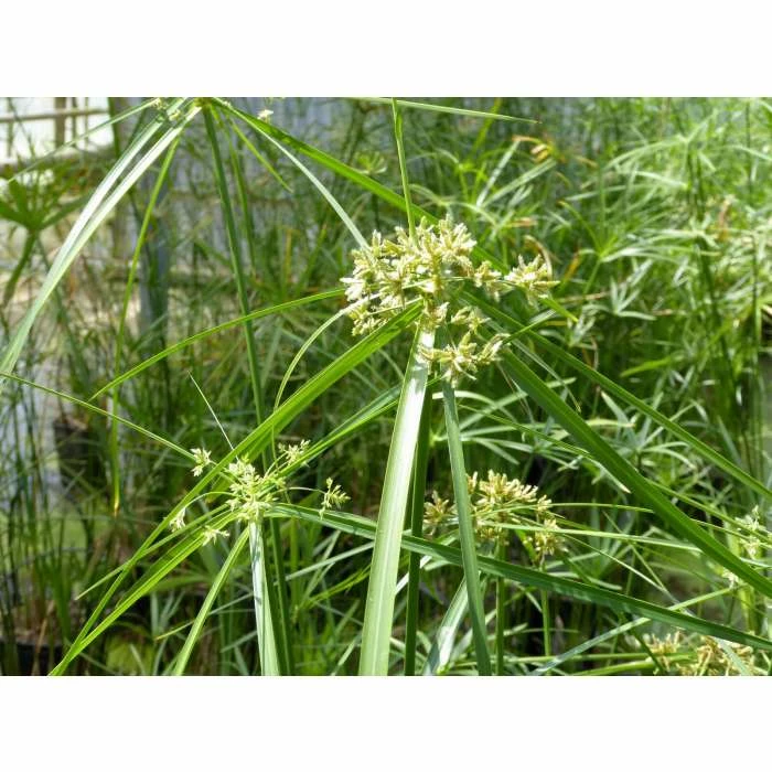 1L Umbrella Plant Cyperus alternifolius 7 1L Umbrella Plant Cyperus alternifolius - Image 5