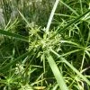 1L Umbrella Plant Cyperus alternifolius -June Plants Sales Store PL0780 main image c67b