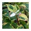 Orange Peel Plant | Houttuynia cordata 'Chameleon' 1 Orange Peel Plant | Houttuynia cordata 'Chameleon' -June Plants Sales Store PL0794 main image b10d