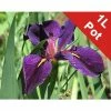 Louisiana Iris | Iris louisiana 'Black Gamecock'