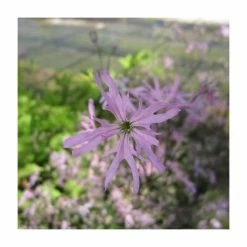 1L Ragged Robin Lychnis flos-cuculi