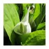 Asian Skunk Cabbage | Lysichiton camtschatcensis -June Plants Sales Store PL0822 main image 918d
