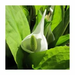 June Plants Sales Store 28 Asian Skunk Cabbage | Lysichiton camtschatcensis