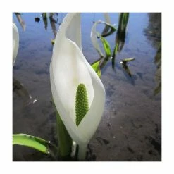 June Plants Sales Store -June Plants Sales Store PL0822 rollover image 9114