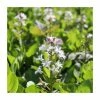 Bogbean | Menyanthes trifoliata 1 Bogbean | Menyanthes trifoliata -June Plants Sales Store PL0833 main image d357