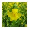 Yellow Monkey Flower | Mimulus guttatus
