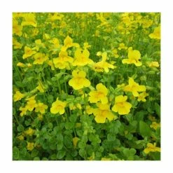 June Plants Sales Store -June Plants Sales Store PL0836 rollover image c905