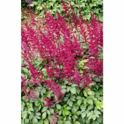 1L Spirea Red Astilbe Arendsii Red