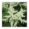 1L Spirea White Astilbe Arendsii White -June Plants Sales Store PL0882 main image 0b87