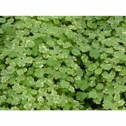 1L Variegated Pennywort Hydrocotyle Variegata -June Plants Sales Store PL0912 add image 1 1e73