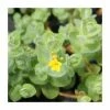 3x Marsh St. John's Wort Hypericum elodes - 9cm pots -June Plants Sales Store PL0925 main image 3dd1