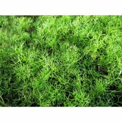 Common Water Crowfoot - Ranunculus aquatilis - Bunch of 5 -June Plants Sales Store PL0934 add image 1 913f