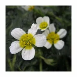 June Plants Sales Store 19 Common Water Crowfoot - Ranunculus aquatilis - Bunch of 5