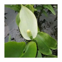 Marsh Calla | Calla palustris