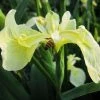 1L Yellow Flag Iris 'Bastardii' Iris pseudacorus 'Bastardii' -June Plants Sales Store PL0947 main image bf3c