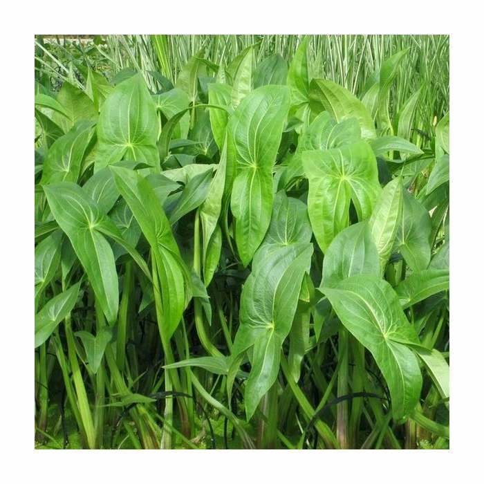 Wapato | Sagittaria latifolia 3 Wapato | Sagittaria latifolia