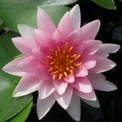 Nymphaea 'Hollandia' | Water Lily -June Plants Sales Store PL0970 add image 1 3a4b