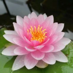 Nymphaea 'Hollandia' | Water Lily -June Plants Sales Store PL0970 add image 2 d465