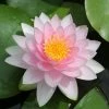 Nymphaea 'Hollandia' | Water Lily -June Plants Sales Store PL0970 main image 67db