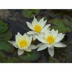 Nymphaea pygmaea 'Helvola' | Water Lily -June Plants Sales Store PL0973 add image 1 1fcc