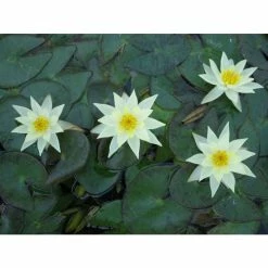 Nymphaea pygmaea 'Helvola' | Water Lily -June Plants Sales Store PL0973 add image 2 a965