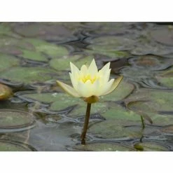 Nymphaea pygmaea 'Helvola' | Water Lily -June Plants Sales Store PL0973 add image 3 4569