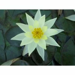 Nymphaea pygmaea 'Helvola' | Water Lily -June Plants Sales Store PL0973 add image 4 7ba9