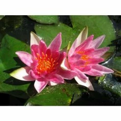 Nymphaea pygmaea 'Rubra' | Water Lily -June Plants Sales Store PL0974 add image 1 3f55