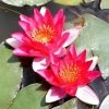 Nymphaea pygmaea 'Rubra' | Water Lily -June Plants Sales Store PL0974 main image f9bb