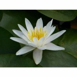 Nymphaea 'Alba' | Water Lily -June Plants Sales Store PL0982 add image 2 8f39