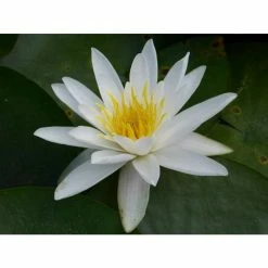 Nymphaea 'Alba' | Water Lily -June Plants Sales Store PL0982 add image 3 0a19