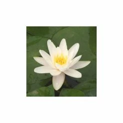 Nymphaea 'Alba' | Water Lily -June Plants Sales Store PL0982 add image 4 a660