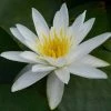 Nymphaea 'Alba' | Water Lily 1 Nymphaea 'Alba' | Water Lily -June Plants Sales Store PL0982 main image 3e14