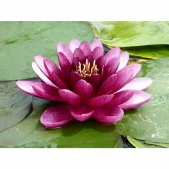 Nymphaea 'Almost Black' | Water Lily -June Plants Sales Store PL0984 add image 2 ee27