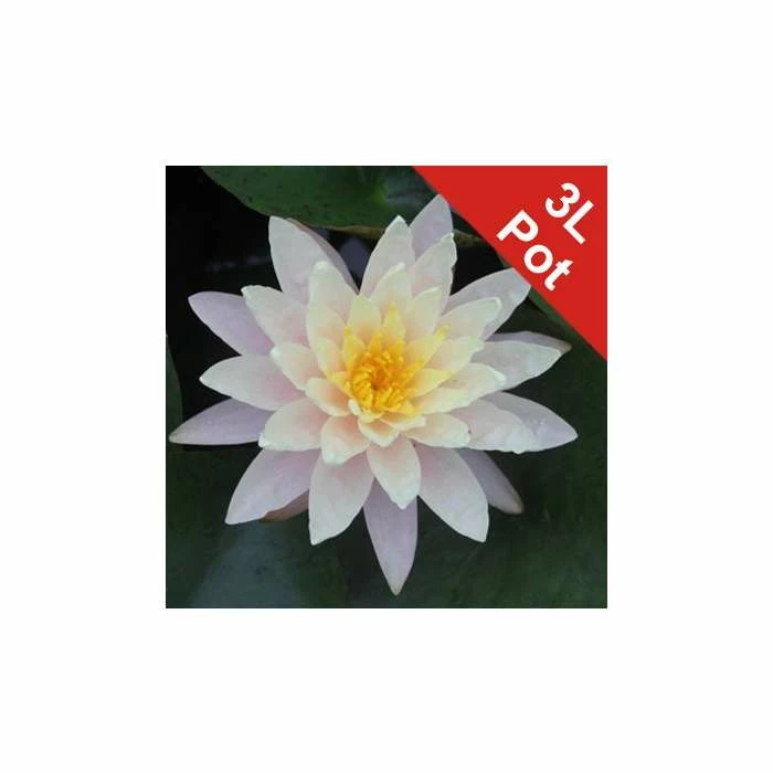 Large Water Lily 'Barbara Dobbins' - Nymphaea ‘Barbara Dobbins’ - 3L Pot 3 Large Water Lily 'Barbara Dobbins' - Nymphaea ‘Barbara Dobbins’ - 3L Pot