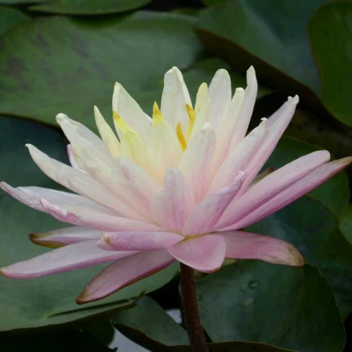 Large Water Lily 'Barbara Dobbins' - Nymphaea ‘Barbara Dobbins’ - 3L Pot 4 Large Water Lily 'Barbara Dobbins' - Nymphaea ‘Barbara Dobbins’ - 3L Pot - Image 2