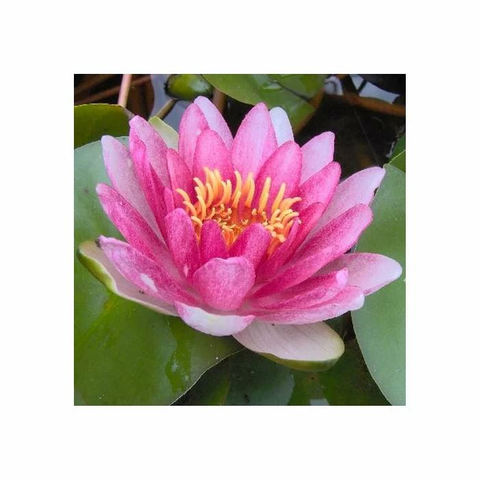 Large Water Lily 'Conqueror' Nymphaea 'Conqueror' - 3L Pot 3 Large Water Lily 'Conqueror' Nymphaea 'Conqueror' - 3L Pot