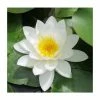 Nymphaea 'Gladstoniana' | Water Lily -June Plants Sales Store PL1001 main image ee40