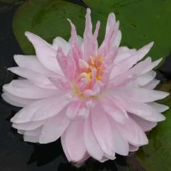 Large Water-Lily 'Gloire du Temple-sur-Lot' Nymphaea 'Gloire du Temple-sur-Lot' - 3L Pot -June Plants Sales Store PL1002 rollover image 955a