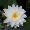 Large Double Petal White Water Lily - Nymphaea 'Gonnere' - 3L Pot -June Plants Sales Store PL1004 main image 897a