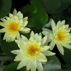 Large Water Lily 'Lemon Mist' - Nymphaea ‘Lemon Mist’ - 3L Pot 8 Large Water Lily 'Lemon Mist' - Nymphaea ‘Lemon Mist’ - 3L Pot -June Plants Sales Store PL1012 add image 1 b38e