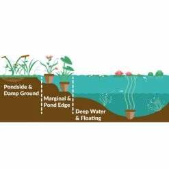 Large Water Lily 'Lemon Mist' - Nymphaea ‘Lemon Mist’ - 3L Pot 9 Large Water Lily 'Lemon Mist' - Nymphaea ‘Lemon Mist’ - 3L Pot -June Plants Sales Store PL1012 add image 2 afb5