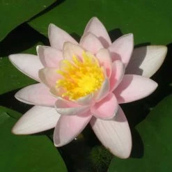 Nymphaea 'Marliacea 'Carnea' | Water Lily 6 Nymphaea 'Marliacea 'Carnea' | Water Lily -June Plants Sales Store PL1016 rollover image 0f88