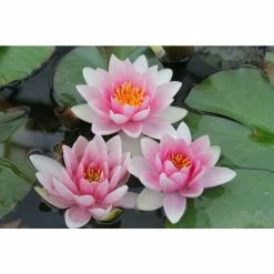 Large Water Lily 'Mrs Richmond' Nymphaea 'Mrs Richmond' - 3L Pot -June Plants Sales Store PL1022 add image 1 e539