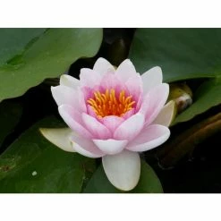 Large Water Lily 'Mrs Richmond' Nymphaea 'Mrs Richmond' - 3L Pot -June Plants Sales Store PL1022 add image 2 c947