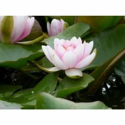 Large Water Lily 'Mrs Richmond' Nymphaea 'Mrs Richmond' - 3L Pot -June Plants Sales Store PL1022 add image 3 20b6