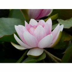 Large Water Lily 'Mrs Richmond' Nymphaea 'Mrs Richmond' - 3L Pot -June Plants Sales Store PL1022 add image 4 d8fe