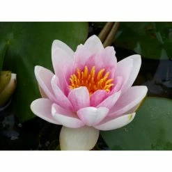 Large Water Lily 'Mrs Richmond' Nymphaea 'Mrs Richmond' - 3L Pot -June Plants Sales Store PL1022 add image 5 604f