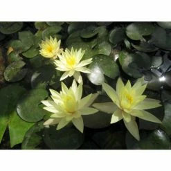Large Fragrant Water Lily 'Sulphurea' - Nymphaea odorata 'Sulphurea' - 3L Pot -June Plants Sales Store PL1025 add image 1 0104